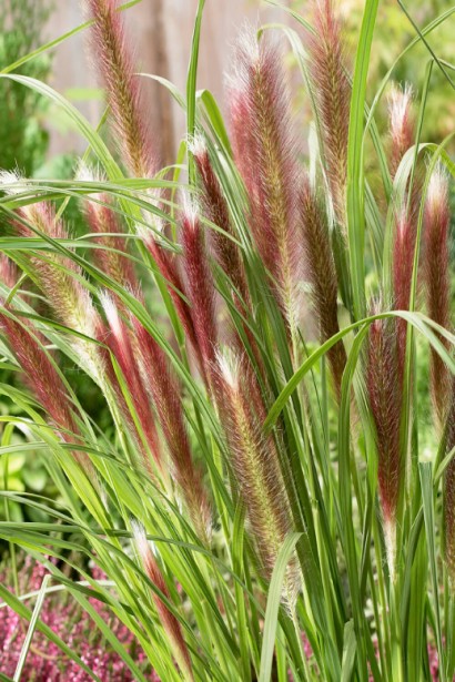 Пеннисетум лисохвостый Ред Хед | Pennisetum alopecuroides Red Head | Пеннісетум лисохвостий Ред Хед